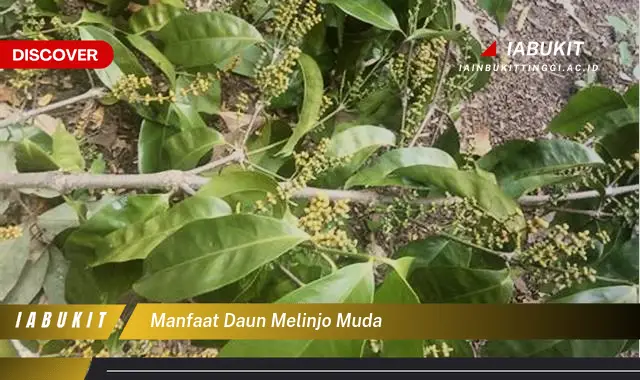 manfaat daun melinjo muda