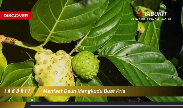 manfaat daun mengkudu buat pria