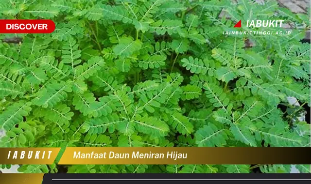 manfaat daun meniran hijau