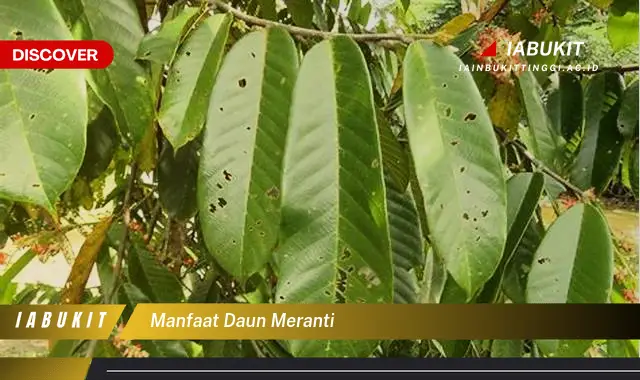 manfaat daun meranti