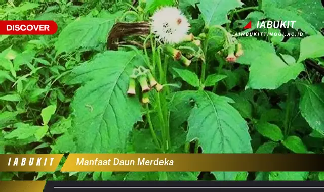 manfaat daun merdeka