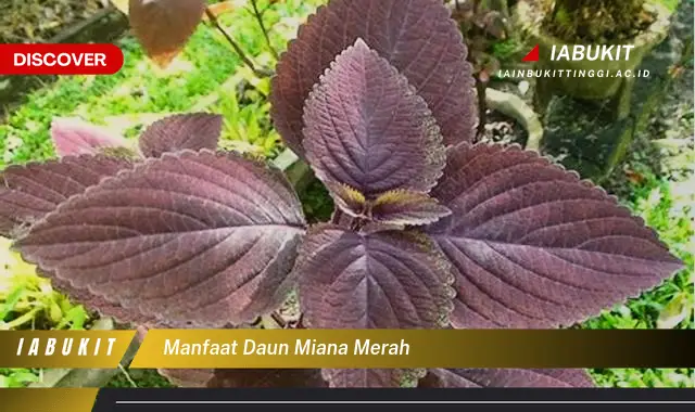 manfaat daun miana merah