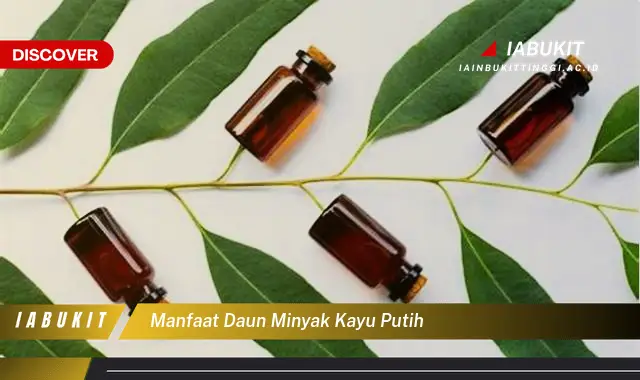 manfaat daun minyak kayu putih