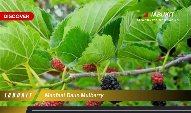 manfaat daun mulberry