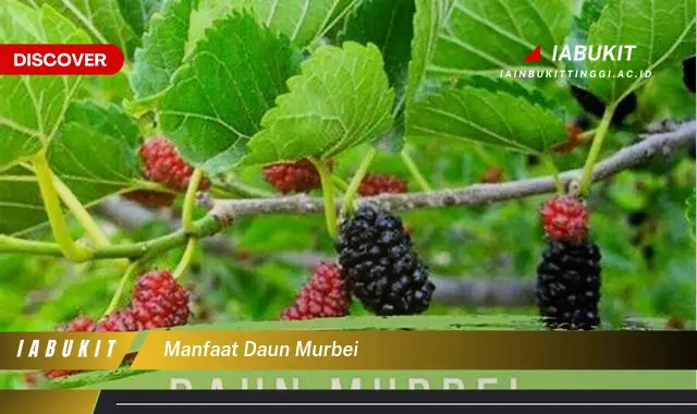 manfaat daun murbei