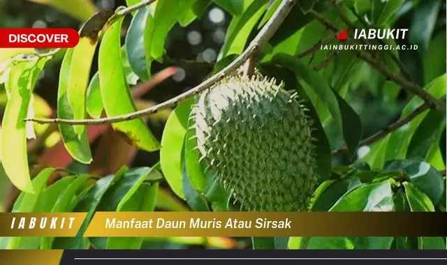 manfaat daun muris atau sirsak