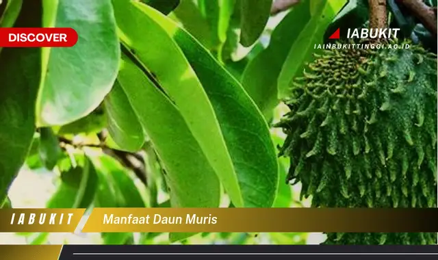 manfaat daun muris