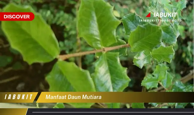 manfaat daun mutiara