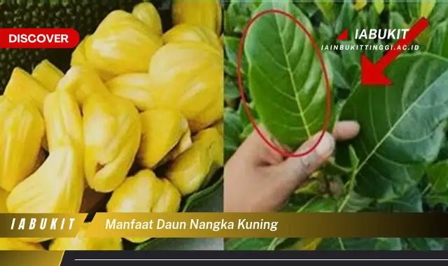 manfaat daun nangka kuning