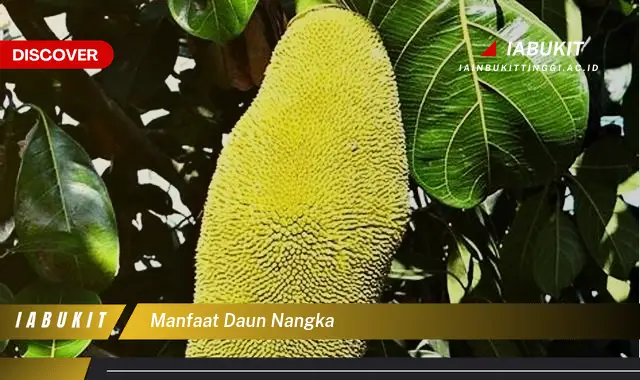 manfaat daun nangka