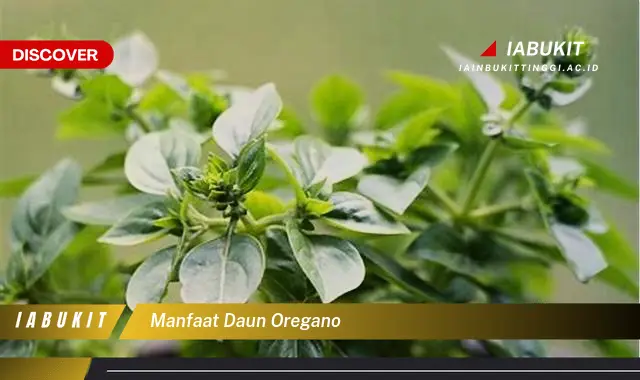 manfaat daun oregano