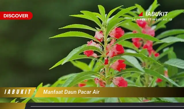 manfaat daun pacar air