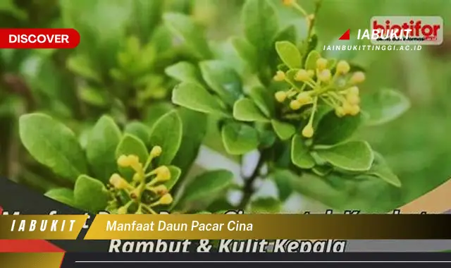 manfaat daun pacar cina