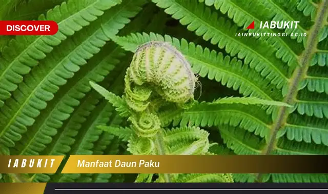 manfaat daun paku