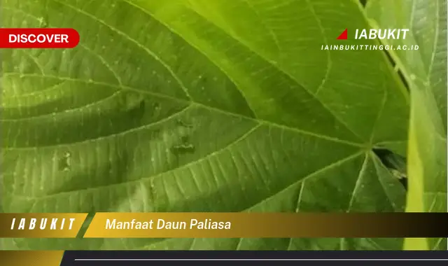 manfaat daun paliasa