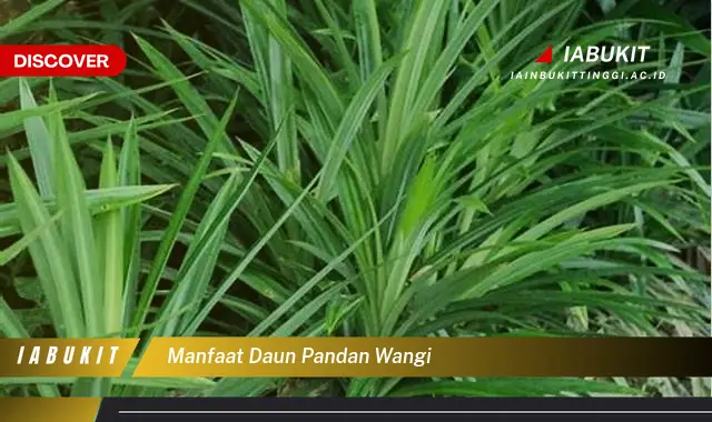 manfaat daun pandan wangi