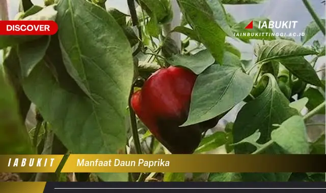 manfaat daun paprika