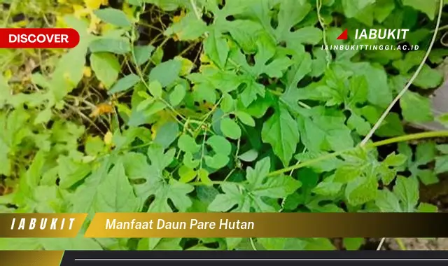 manfaat daun pare hutan