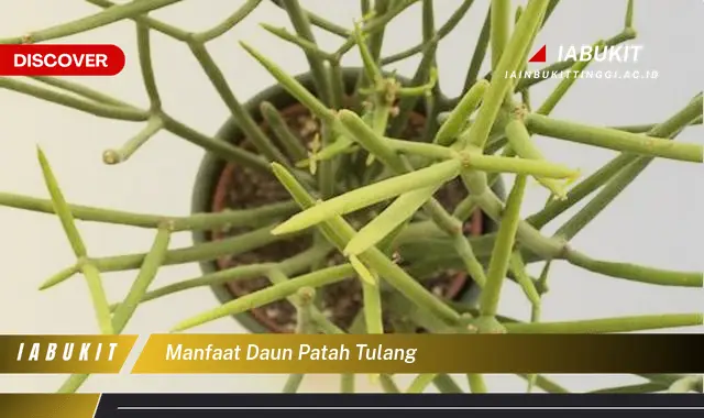 manfaat daun patah tulang