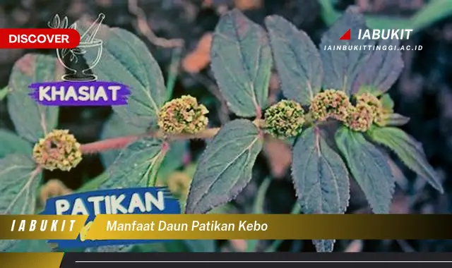 manfaat daun patikan kebo