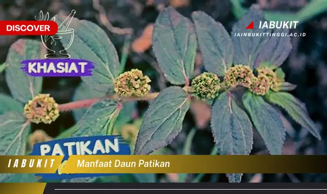 manfaat daun patikan