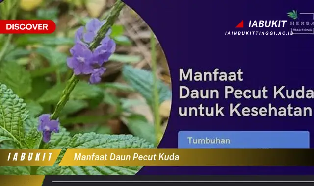 manfaat daun pecut kuda