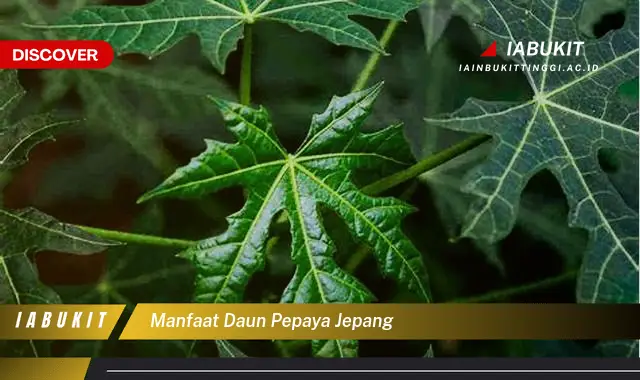 manfaat daun pepaya jepang