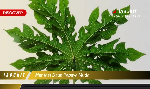 manfaat daun pepaya muda