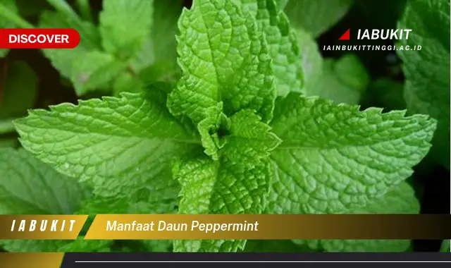 manfaat daun peppermint