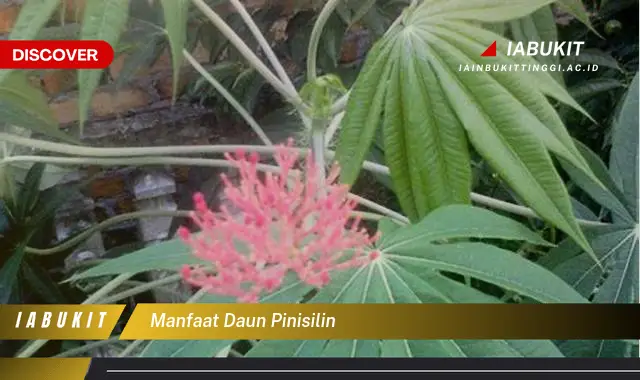 manfaat daun pinisilin