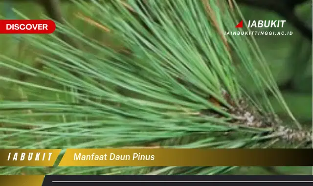 manfaat daun pinus