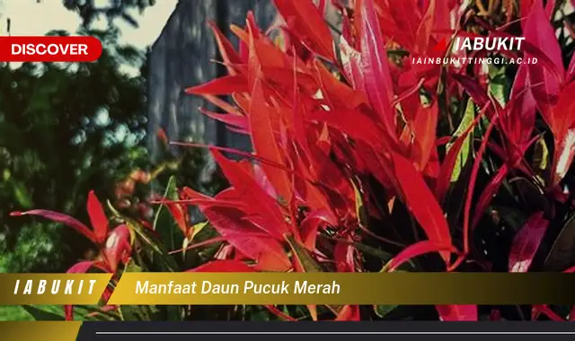 manfaat daun pucuk merah