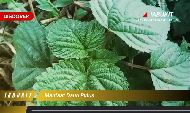 manfaat daun pulus