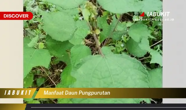 manfaat daun pungpurutan