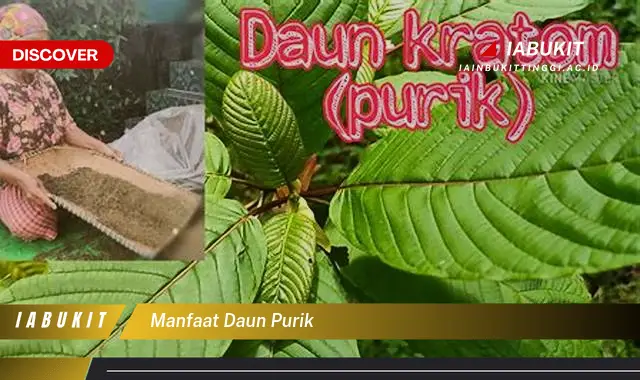 manfaat daun purik