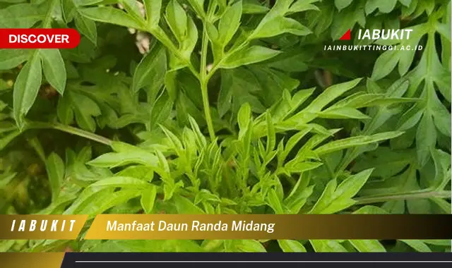 manfaat daun randa midang