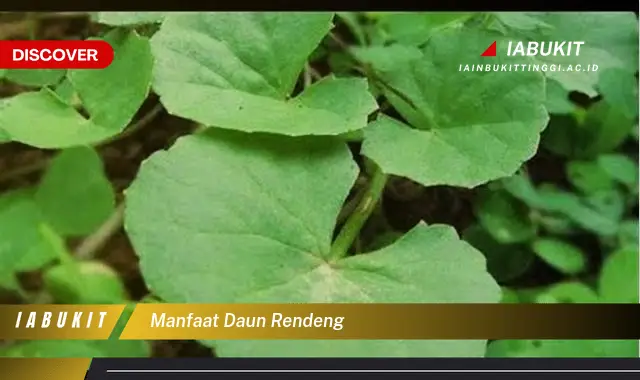 manfaat daun rendeng