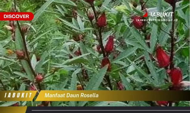 manfaat daun rosella