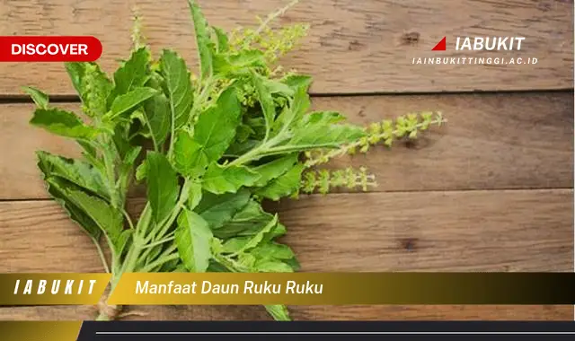 manfaat daun ruku ruku