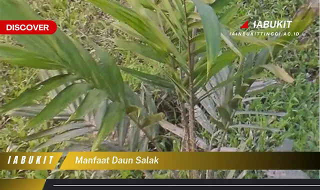 manfaat daun salak