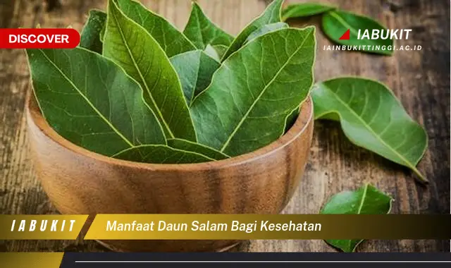 manfaat daun salam bagi kesehatan