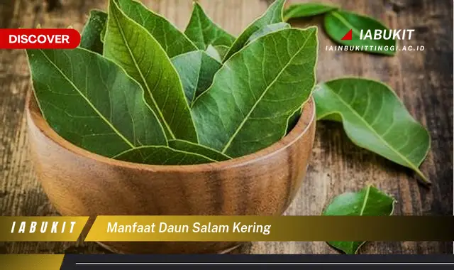 manfaat daun salam kering