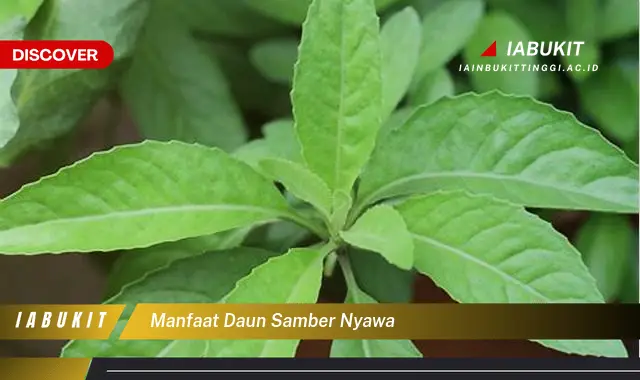 manfaat daun samber nyawa