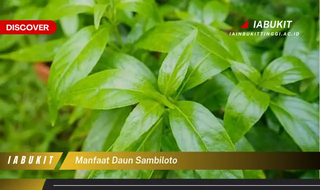 manfaat daun sambiloto