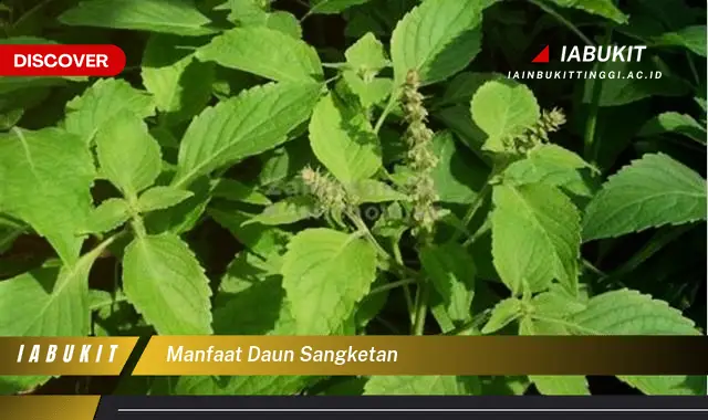 manfaat daun sangketan