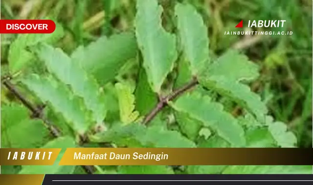 manfaat daun sedingin