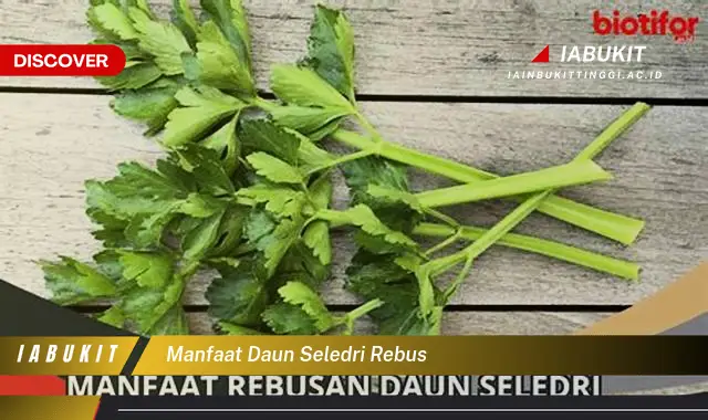 manfaat daun seledri rebus