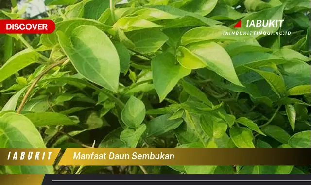 manfaat daun sembukan