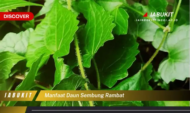 manfaat daun sembung rambat