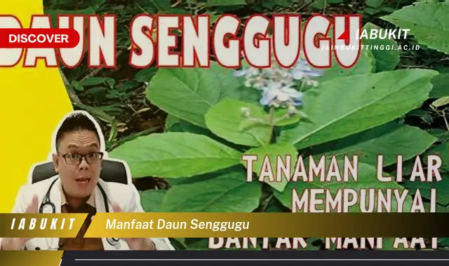 manfaat daun senggugu